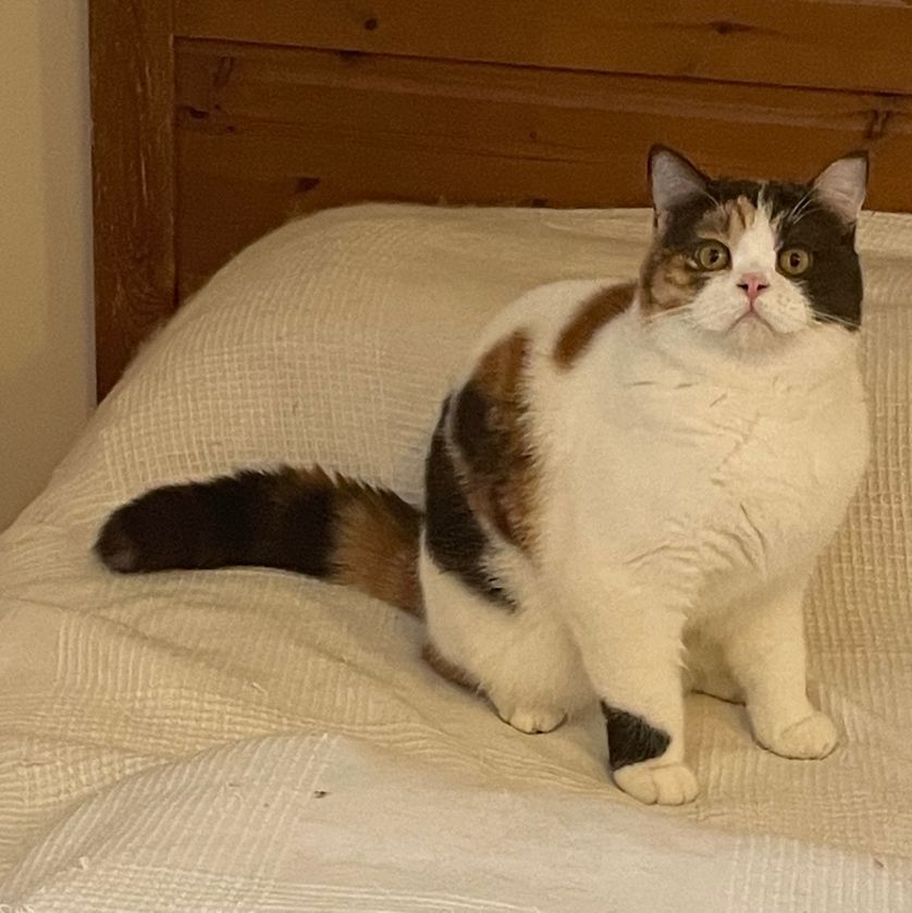 Pretty Diana HOney Pie