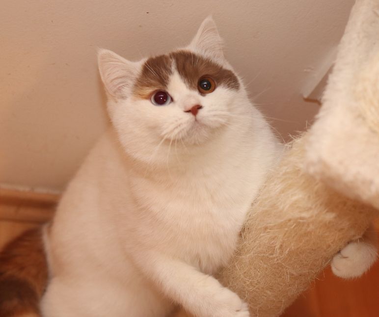 Elinor Honey Pie, CZ